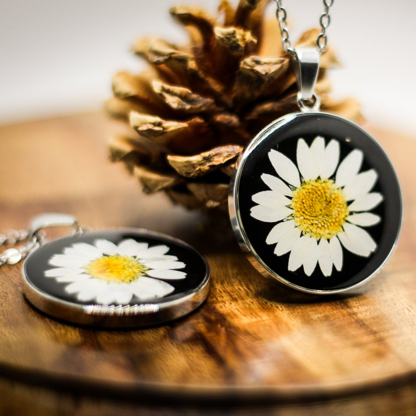 Black Daisy Love